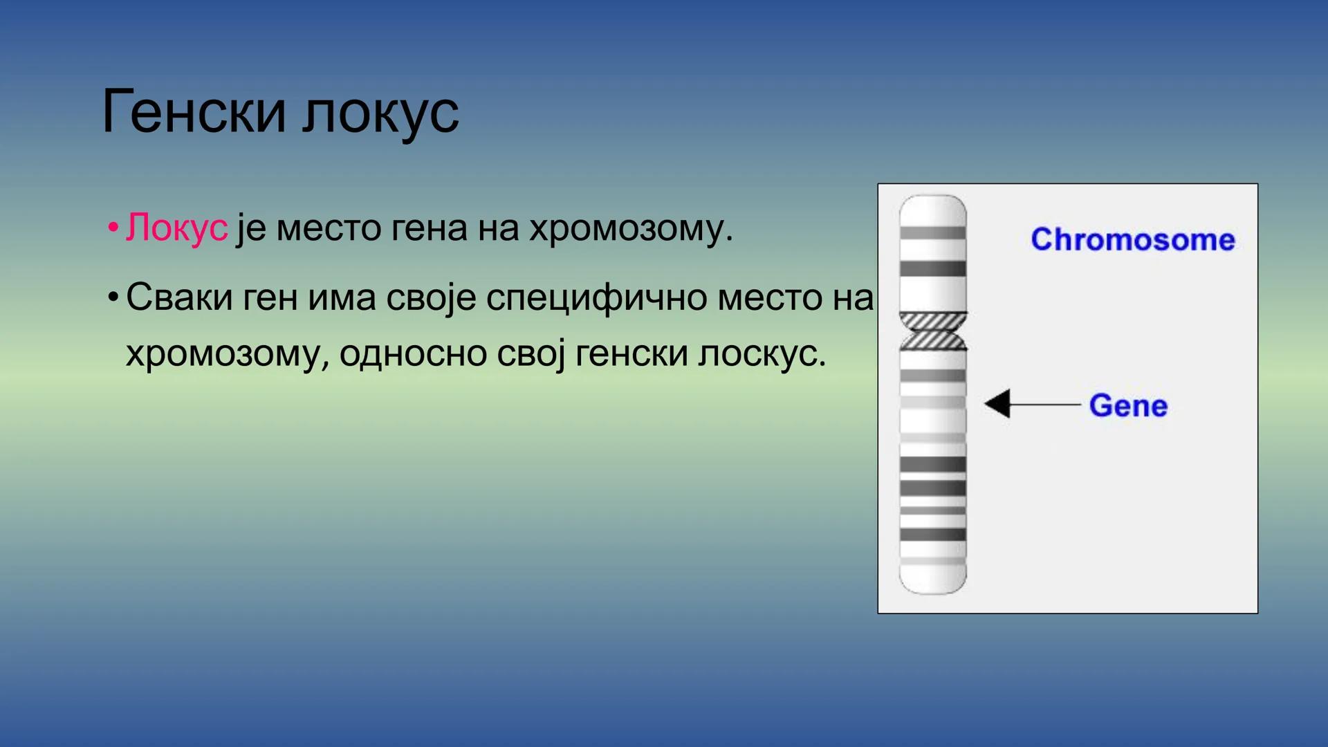 Г Е Н Е Т И К А - Препоручујем да пре читања лекције погледате видео на
следећем линку, има и бољих објашњења, али овде имате и
превод на ср
