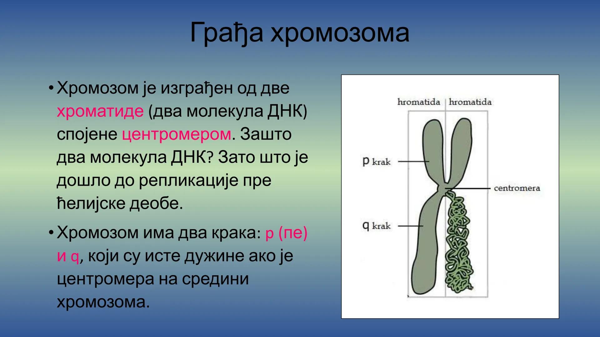 Г Е Н Е Т И К А - Препоручујем да пре читања лекције погледате видео на
следећем линку, има и бољих објашњења, али овде имате и
превод на ср