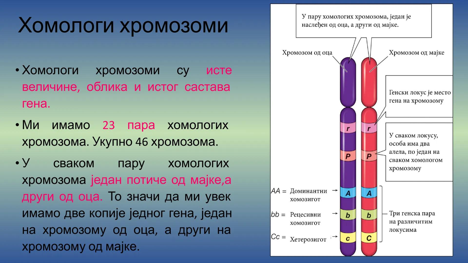 Г Е Н Е Т И К А - Препоручујем да пре читања лекције погледате видео на
следећем линку, има и бољих објашњења, али овде имате и
превод на ср