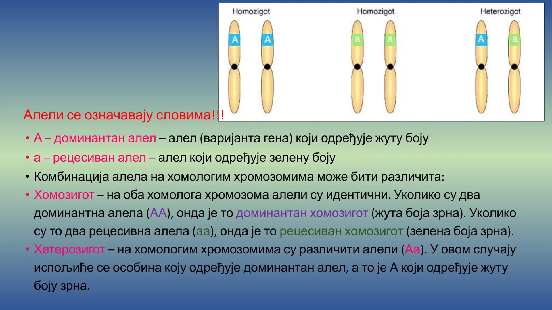 Г Е Н Е Т И К А - Препоручујем да пре читања лекције погледате видео на
следећем линку, има и бољих објашњења, али овде имате и
превод на ср