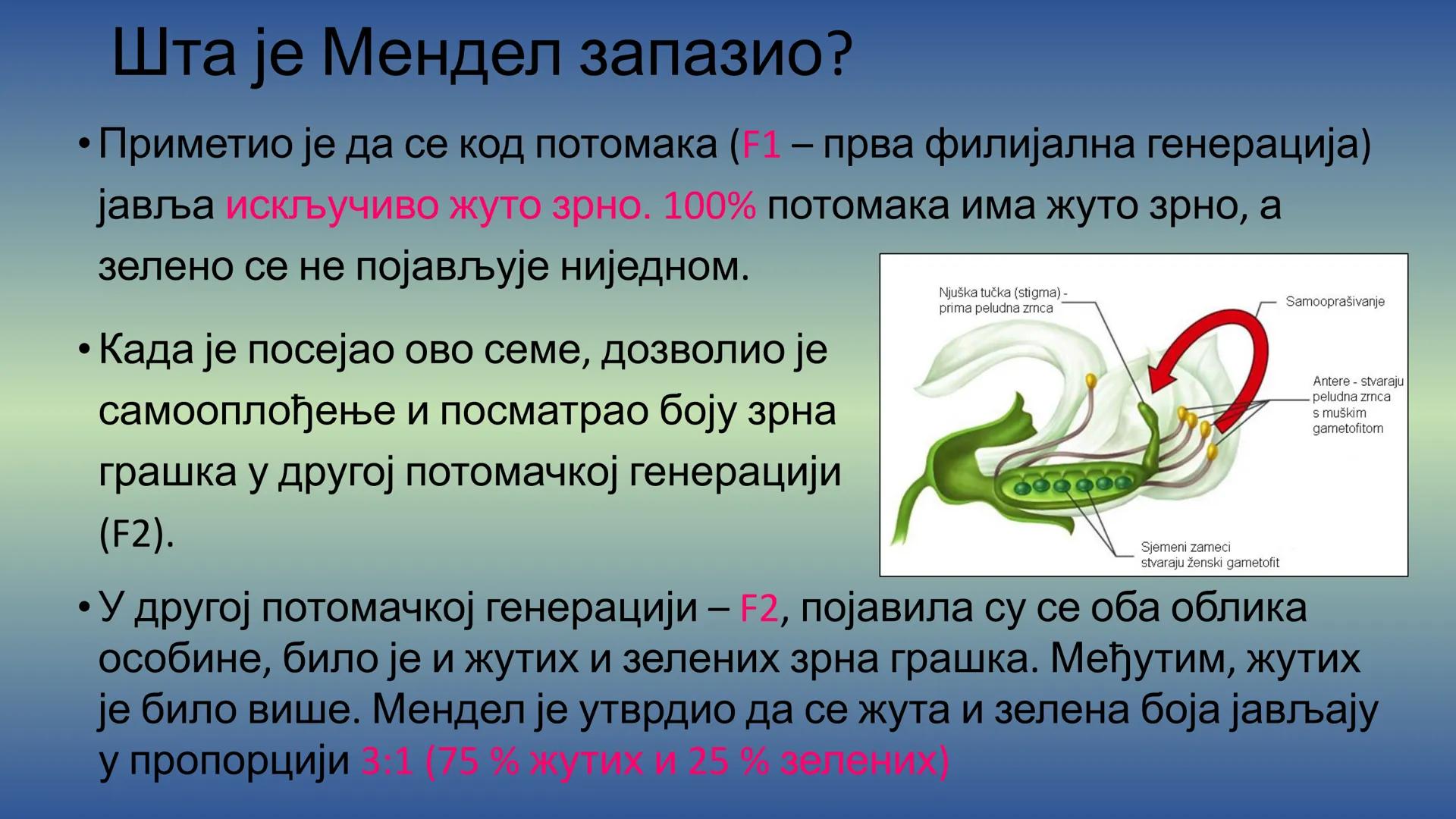 Г Е Н Е Т И К А - Препоручујем да пре читања лекције погледате видео на
следећем линку, има и бољих објашњења, али овде имате и
превод на ср